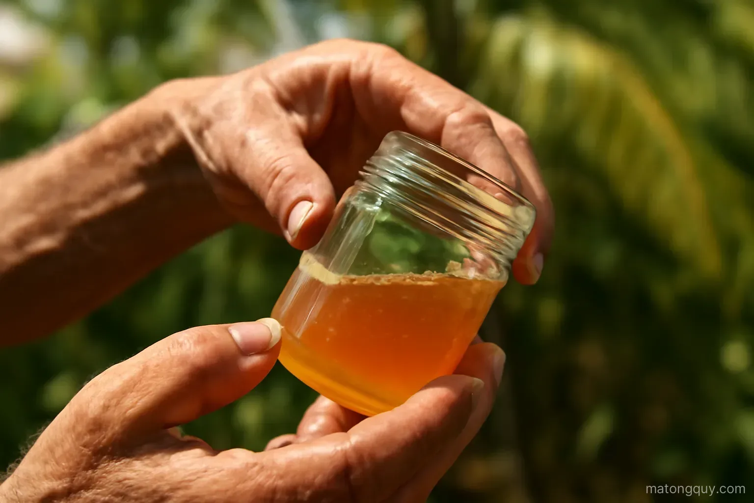 Mật ong dú Tây Ninh tách nước tự nhiên: khi nào an toàn, khi nào cần xử lý